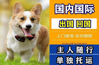 南充市宠物托运公司南充市宠物托运公司南充市宠物托运公司