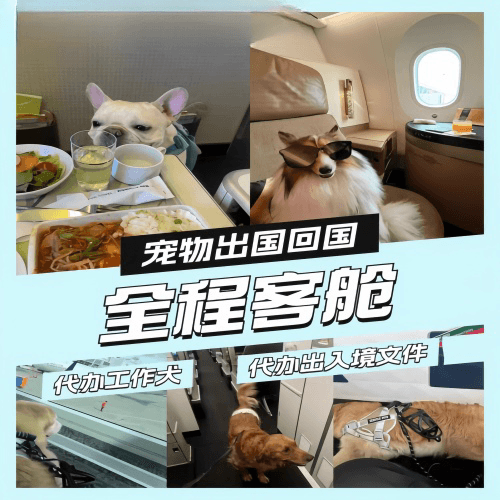 南充市宠物托运到白俄罗斯宠物入境规定和要求